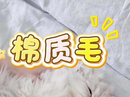 原来猫咪的毛发还有这个区别 #宠物冷知识 #猫咪毛发 #猫毛 #创作者中心 #创作灵感