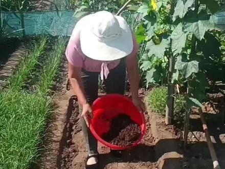白萝卜种植时间及起垄方法#白萝卜