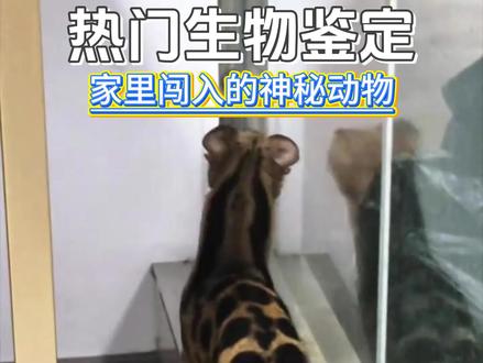 一只闯入居民家中的动物,长得像豹子和猫的结合体一样 #网络热门生物鉴定 #创作者中心 #创作灵感