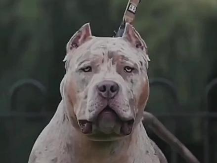 分享一些安全感十足的猛犬,但不要随意触摸#猛犬 #护卫犬