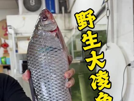 #创作灵感 野生大土鲮鱼生!脆甜无对手#地方特色美食 #横县鱼生 #美食制作 #杀鱼技术