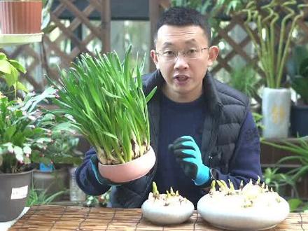 水仙有毒吗?水仙养在室内安全吗?#知识创作人 @抖音小助手