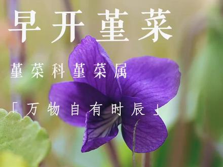 开在冬天的“春花” 它本该开在早春却在这个12月开在了我们的视线之内,早开菫菜的美味是不是可以提前品尝啦,春花报春时,祝愿各位早日迎来人生的春天#早开堇菜 #春花 #野菜 #春天的野菜 #植物治愈