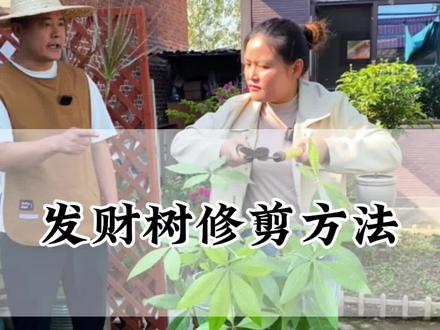 发财树的正确修剪#发财树#养花小知识#花卉绿植