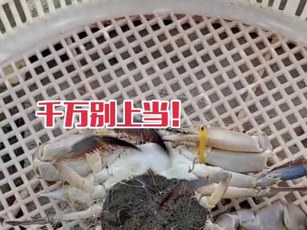#螃蟹 不是所有籽蟹都带黄膏,教教大家籽蟹应该怎么选?千万别上当!