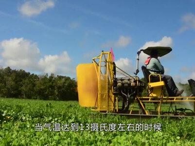 水葫芦曾经在中国泛滥成灾,为何现在不见了?它是怎么消失的?#科普