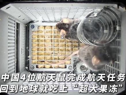 中国4位航天鼠完成航天任务,回到地球就吃上“超大果冻“。网友:老鼠不愧在生肖中排老大,都逛了一趟太空了。感觉比上太空前沧桑了,太空洗澡不方便#航天#航天员#新促会