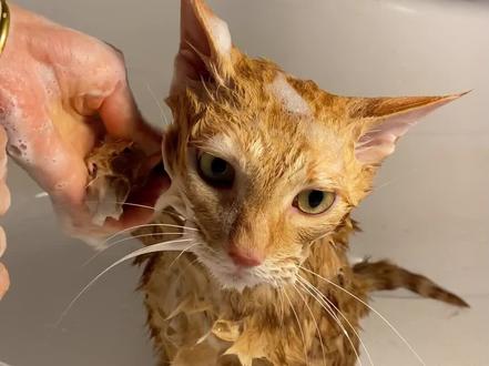 4分08秒的无bgm纯原声话痨猫咪洗澡🛁,就着午餐下个饭🤪#萌宠出道计划 谢谢能看完的朋友😂