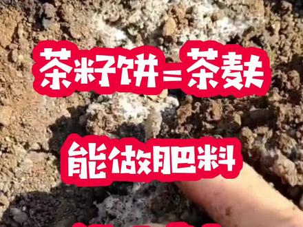 茶籽饼,茶麸又叫做茶枯,也可以做肥料,而且效果很好,可以起到防病虫的效果#茶籽油 #茶麸 #有机肥发酵 #水肥发酵#土壤板结的改良方法