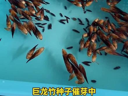 大型楠竹苗种子易种巨龙竹竹苗可食用竹笋苗庭院种植四季长青毛竹