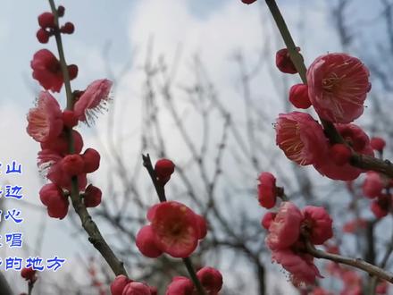 唐俊乔笛子独奏曲十首《红梅赞》《太湖美》《珊瑚颂》《长城长》