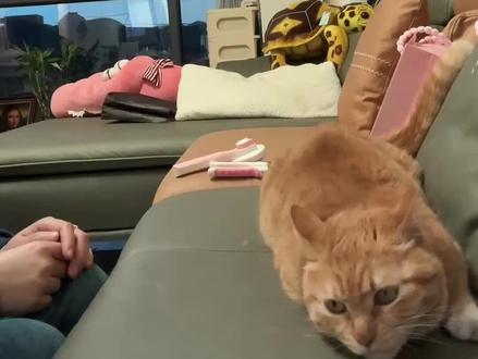 #王秋天 #橘猫 #猫咪 王秋天:受完气还得想办法哄她