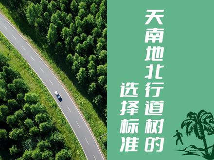 种植行道树好处多多,关于#行道树 你知道多少呢?#涨知识 #绿色生活 #科普