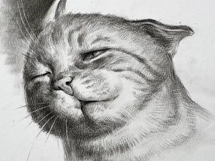 当我用素描画风中凌乱的小猫#画画 #素描 #猫咪🐈 #表情包 #有趣的灵魂