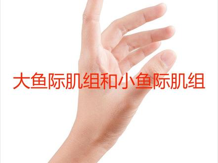 大鱼际肌组和小鱼际肌组