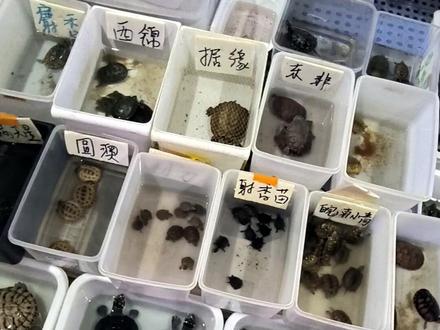 来打卡一下被“零元购”的店铺,有没有想零元购的,进监狱的那种喔#养龟日常 #养龟人 #龟龟🐢 #萌宠