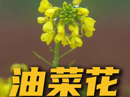 油菜花开花无人机打药谁对谁错呢? #油菜花 #油菜花打药 #无人机打药