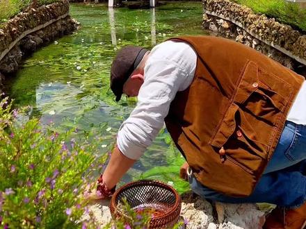 水性杨花学名“海菜花”是我国独有的一种高原植物,因其对水质要求特别高被称为“水质试金石”,一般在水质纯净的高原泉水湖泊生长繁茂,一旦水质低于二级就会大片死亡,云南人常常拿来做菜,也被称为高原“环保菜”。我觉得这么洁身自爱的植物应该改名“冰清玉洁”,你觉得呢?#一起享受大自然的美 #水性杨花