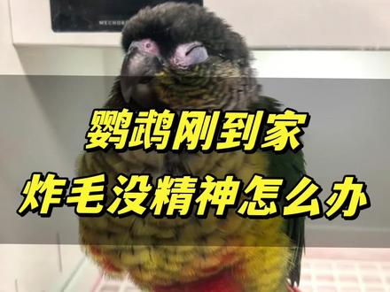 鹦鹉刚到家,炸毛不吃不喝没精神,一招搞定 停!刚从网上买的鹦鹉刚到家,出现没精神、老是睡觉,缩成团,不吃不喝、拉稀还沾屁股!大概率是中招了!#鹦鹉应激 #鹦鹉炸毛 #鹦鹉 #新手养鹦鹉 #电解质