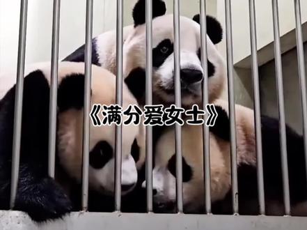 期待爱女士的好消息 #大熊猫爱宝 #来这吸熊猫 #大熊猫 #可爱到爆炸💥 #鬼知道我看了多少遍