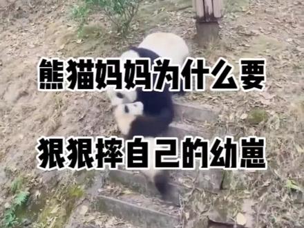 熊猫妈妈为什么要狂揍自己的幼崽?难道和人类一样使作业教不会吗?#大熊猫有多萌 #做作业 #chatgpt #熊猫 #幼崽