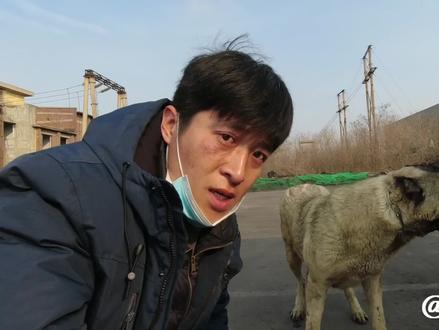 小付花2w购买地狱犬坎高,才一岁肩高就80有余,看看品相怎么样 #坎高 #狗 #三农 #猛犬