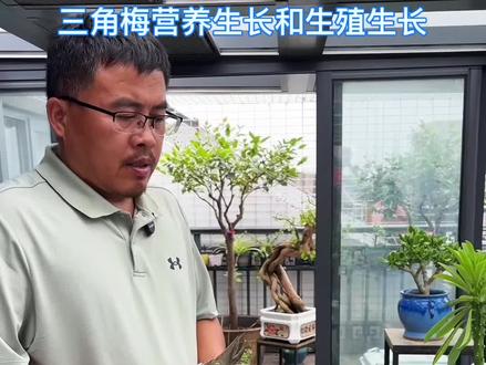 #种植小技巧 #园艺生活 三角梅营养和生殖生长施肥技术