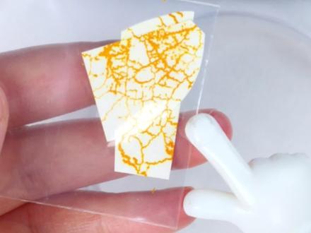 这玩意儿真能遇水复活吗#黏菌 #黏菌的日常 #黏菌实验