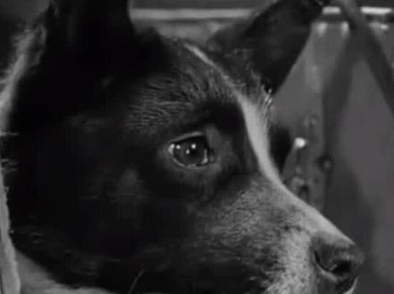 【科技趣闻】太空狗 莱卡 当真相公之于众,无数人为它心痛,它也许是河系最孤独的狗