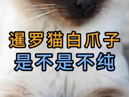 暹罗猫白爪子是不是不纯#暹罗猫 #纯种暹罗猫 #宠物知识