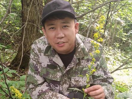 怎么区分加拿大一支黄花和本地一支黄花#三农 #抖音助农 #新农人计划2023 #加拿大一枝黄花 #一支黄花