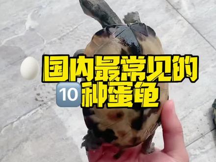 你养过其中的几个?#蛋龟 #蛋龟日记 #龟龟🐢