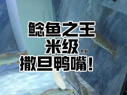 鲶鱼之王入缸 #猛鱼 #撒旦 #鲶鱼 #巨物
冲