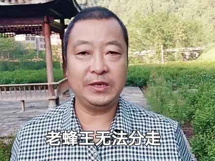 新王出房第四天就产卵,你知道是什么原因吗?