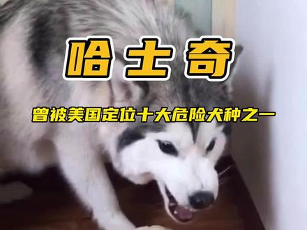 哈士奇在国内凭为“三大无攻击性犬种”而为什么在美国曾被认为是十大危险犬种之一? #哈士奇 #萌宠哈士奇 #二哈 #宠物知识 #萌宠