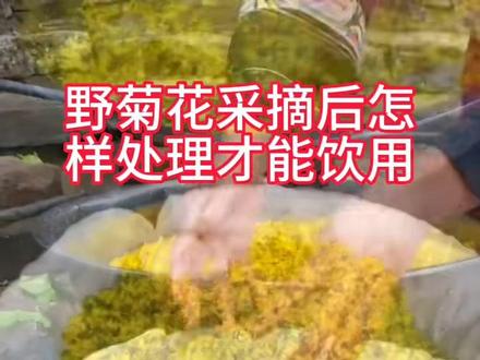 你知道新采摘的野菊花怎么处理才能泡水喝吗#菊花烘干机 #辣椒烘干机 #食品烘干设备 #土豆烘干机 #菊花 @抖音小助手