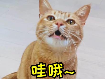 包子:风儿风儿吹~风儿风儿吹吹~有把我吹到你心里面去吗?#萌宠出道计划 #萌宠高阶技能挑战 #会唱歌的猫