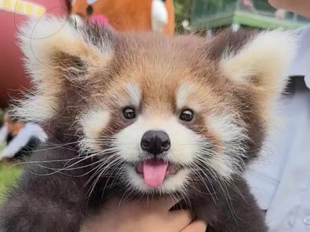 小熊猫不是忘本猫哦#动物解说 #小熊猫