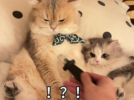 浓猫和淡猫的区别 #萌宠 #宠物出道计划 #薄荷猫猫