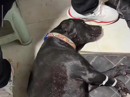 黑风和刘大爱好很多了,最后有彩蛋#实战猎犬 #西北刀客 #西北刀客刘大爱 #西北刀客黑风 #西北刀客踏雪