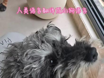 宠物翻译器测试 #宠物翻译器 #爱宠人士看过来 #养宠物的家人们看过来 #铲屎官 #养宠人
