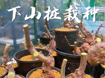 分享一段生桩栽种教程,希望对花友们有所帮助#下山桩 #养桩记录 #盆景素材培养 #分享养花经验