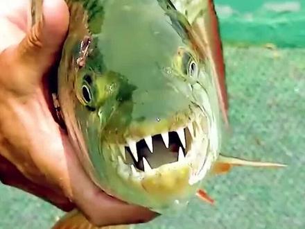 拿食人鱼当零食,能把人类肋骨拍碎,巨骨舌鱼为何遭到疯狂捕杀? #鱼 #科普 #巨古舌鱼 #大鱼 #海洋动物