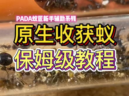 原生收获蚁保姆级教程!从0养到10000工!