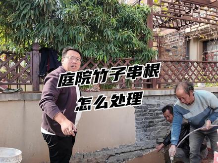 庭院竹子串根,不知怎么处理的,看过来 “宁可食无肉,不可居无竹”,庭院中竹子的运用很广泛,但是串根问题同样伴随,令很多业主很头疼,针对此问题,解决方法如下,一定要做隔根带,深度不可小于八十,只有这样才能彻底阻隔串根。。。还有什么庭院问题,请留言,免费咨询解答,我是老范,专注品质庭院#庭院注意事项 #烟台花园设计 #烟台庭院设计 #烟台花园改造 #颐禾景观