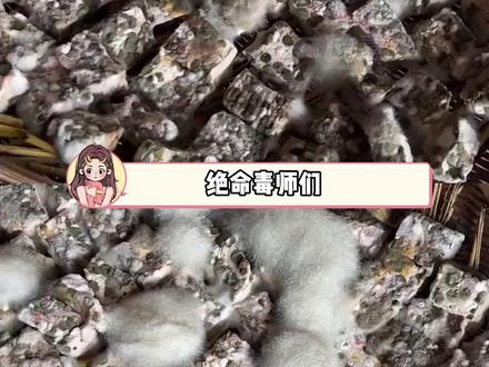 怪不得霉豆腐摆摊都要现卖现调呢#霉豆腐#万万没想到#美食#内容启发搜索#黄曲霉素