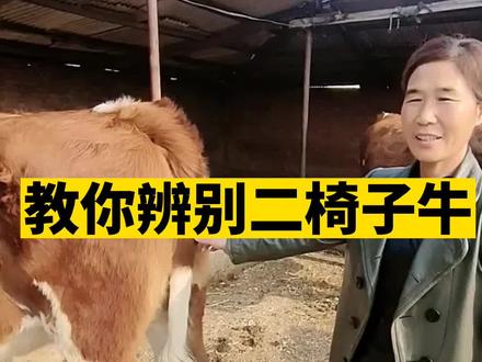 新手养牛,注意了教你辨别二椅子牛#三农 #养殖致富 #农业 #农村创业 #服务三农支持三农