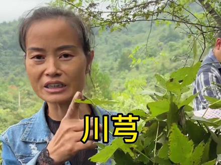 川芎该怎么搭配#泡酒料 #泡酒好材料