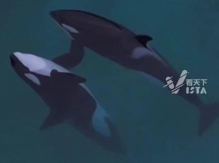 无家可归的海洋精灵:法国废弃海洋公园,虎鲸母子濒临绝境