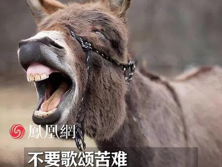 不要歌颂苦难,如果吃苦就能成功,那么驴将成为世界首富 #治愈 #拒绝内耗 #吃苦 #社会 #爱自己